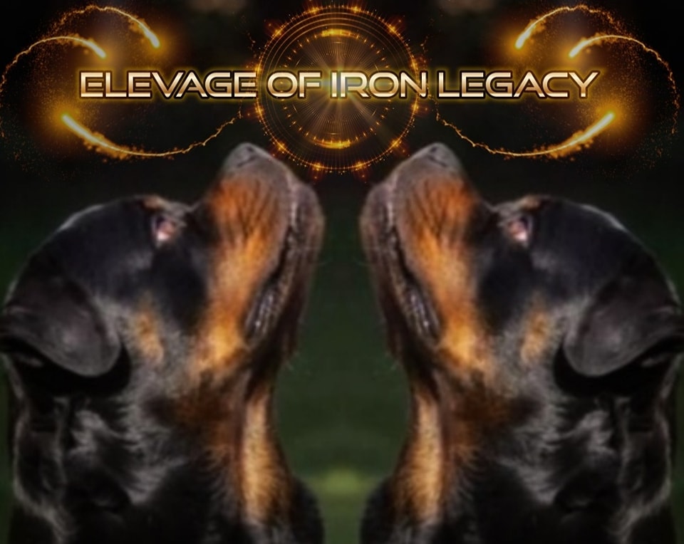 Of Iron Legacy
